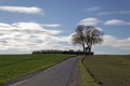 Chestnut tree in autumn, (Aesculus hippocastanum), street across the fields in Bad Iburg-Glane, Osnabruecker land, Lower Saxony