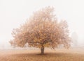 Chestnut tree in autumn shrouded in fog