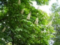 Chestnut-tree blooms in spring