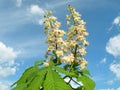 Chestnut tree blooms in spring, Lithuania Royalty Free Stock Photo