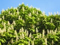 Chestnut tree in blossom