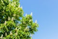 Chestnut tree with blossoming spring flowers against blue sky Royalty Free Stock Photo