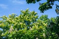 Chestnut tree with blossoming spring flowers against blue sky, seasonal floral background Royalty Free Stock Photo