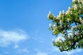 Chestnut tree with blossoming spring flowers against blue sky, seasonal floral background Royalty Free Stock Photo