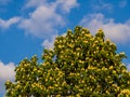 Chestnut tree on blue sky clouds background