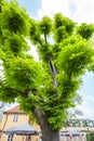 Chestnut tree. bottom view