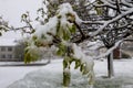 Chestnut tree branch with fresh foliage during April snow storm in Ukraine