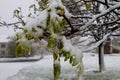 Chestnut tree branch with fresh foliage covered with white snow