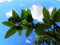 Chestnut tree, branch with green leaves with blue sky and clouds in background Royalty Free Stock Photo