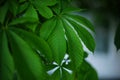 Chestnut tree branch with lush green leaves closeup. Royalty Free Stock Photo