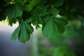 Chestnut tree branch with lush green leaves in summer. Royalty Free Stock Photo