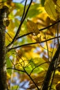 Chestnut tree branches in fall season chestnut green leaves, creative background pattern Royalty Free Stock Photo