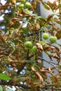 Chestnut tree Royalty Free Stock Photo