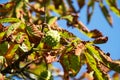 Chestnut On Tree Royalty Free Stock Photo