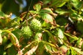 Chestnut On Tree Royalty Free Stock Photo
