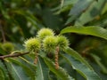 Chestnut tree close up with green unriped chestnuts Royalty Free Stock Photo