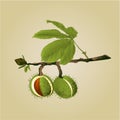 Chestnut tree conkers with leaves vector Royalty Free Stock Photo