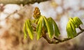 Chestnut tree in early spring. Closeup. Royalty Free Stock Photo