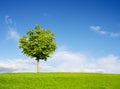 Chestnut Tree on field Royalty Free Stock Photo