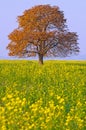 Chestnut tree On A Field Royalty Free Stock Photo