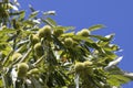 Chestnut tree full of curls and green leaves in a blue sky Royalty Free Stock Photo