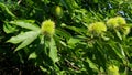 Leaves and chestnut curls