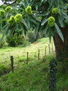 Chestnut tree in green field Royalty Free Stock Photo