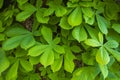 Chestnut tree green leaves Royalty Free Stock Photo