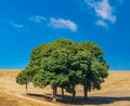 Chestnut tree group in the middle of crop field Royalty Free Stock Photo