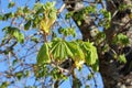 Chestnut tree leafs Shallow depth of field. Royalty Free Stock Photo