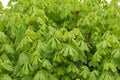 Chestnut tree leaves texture background, Aesculus hippocastanum Royalty Free Stock Photo