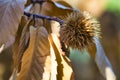 Chestnut tree maturing and dry