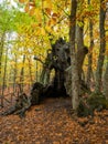 Chestnut tree in the middle of a forest with dry leaves on the ground Royalty Free Stock Photo