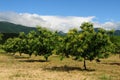 Chestnut tree orchard