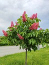 Chestnut tree with pink flowers close up Royalty Free Stock Photo