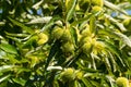 Chestnut tree plant showing green fruit with sharp spiny cupule, burr growing in Australia Royalty Free Stock Photo