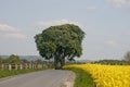 Chestnut tree with field in spring Royalty Free Stock Photo