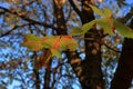 Chestnut tree with rusty leaves, blurred background, autumn. nature inspirations