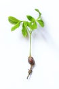 Chestnut tree sapling with roots on white background Royalty Free Stock Photo