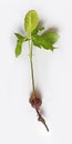 Chestnut tree sapling with roots on white background Royalty Free Stock Photo
