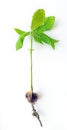 Chestnut tree sapling with roots on white background Royalty Free Stock Photo