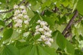 Chestnut Tree in Spring Blossom Close Up