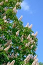 Chestnut tree. Spring season. Leaf, flowers