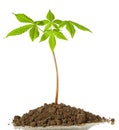 Chestnut tree sprout grows in ground with green fresh spring leaves on stem isolated on white background