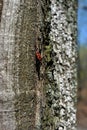 Chestnut tree trunk texture with white moss close up with red firebug Pyrrhocoris apterus