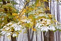 Chestnut Tree under snow Royalty Free Stock Photo