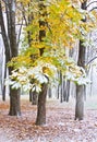 Chestnut Tree under snow Royalty Free Stock Photo