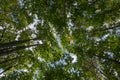 Chestnut tree view directly below, Basilicata, Italy