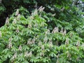 Chestnut tree with white flowers, Lithuania Royalty Free Stock Photo