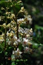 Chestnut tree white flowers and new green leaves, close up detail vertical organic background